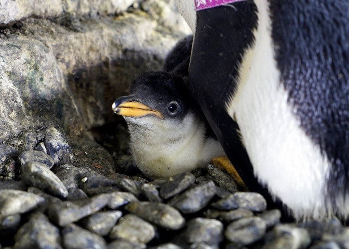 西班牙巴伦西亚海洋公园内一对同性企鹅夫妇 成功孵化另一对企鹅夫妇诞下的蛋