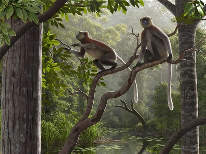 云南昭通水塘坝发现的化石标本提示亚洲金丝猴祖先可能是640万年前的昭通中猴