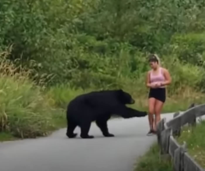 加拿大女子在登山路段慢跑 黑熊突然从树丛中现身还伸掌摸她的腿