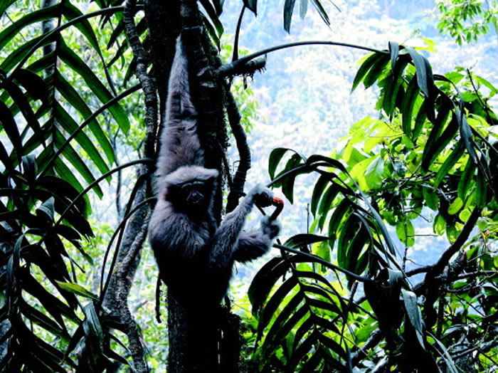 高黎贡山关心长臂猿“拉便便”的人——祝常悦