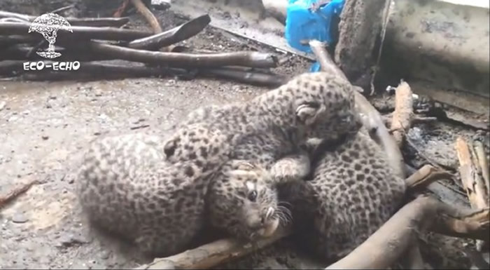 印度伊加特普里村庄农夫在屋里发现4只豹崽 随即又发现豹妈妈