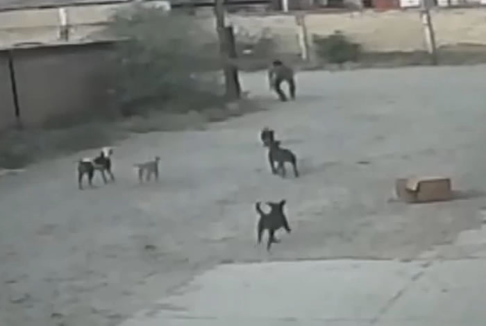 墨西哥杜兰哥州凌晨男子遭多条流浪狗包围攻击 扔石头仍惨死在狗嘴下