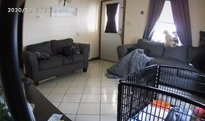 家里没人两只狗狂吠 视频监控拍到诡异画面：沙发上的毯子被什么东西“扯动”