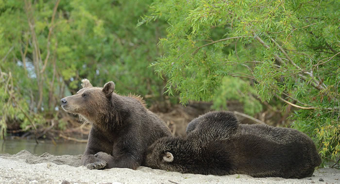 100年多以来首次有野熊回到切尔诺贝利地区