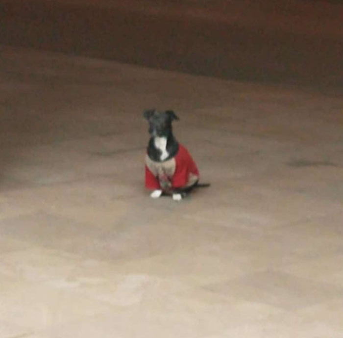 国外饲主遛狗时身体不适紧急送医 忠犬跳上救护车后保险杠跟随