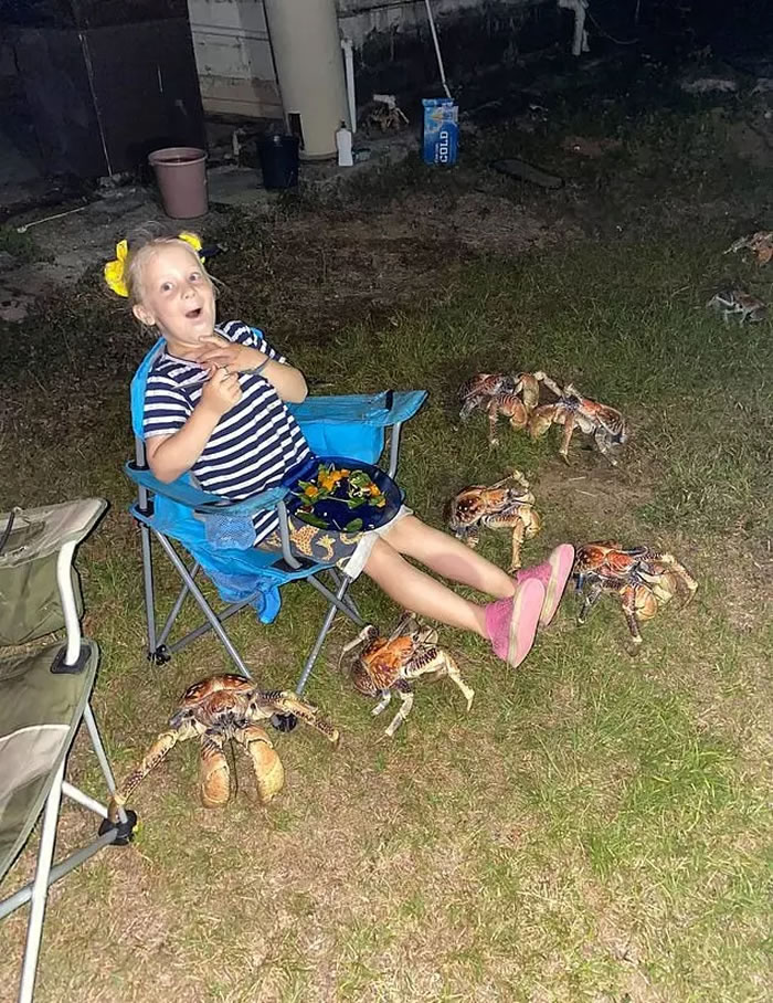 澳洲一家人在圣诞岛露营 烤肉太香引来数十只椰子蟹围观