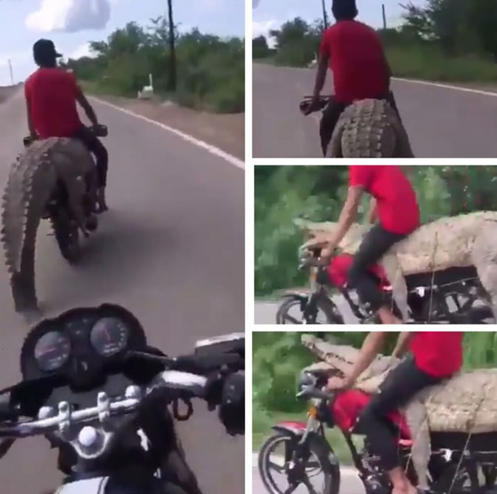 墨西哥青年在水坝捕获大鳄鱼 直接放在摩托车上骑走