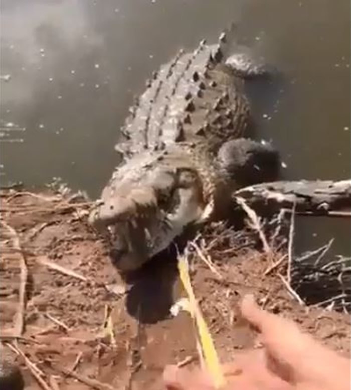 墨西哥青年在水坝捕获大鳄鱼 直接放在摩托车上骑走