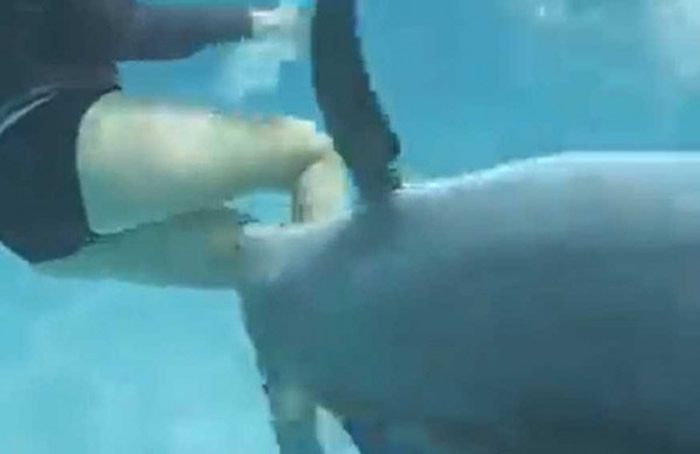 公海豚居然对人类产生「性趣」(图/翻摄自Sikniz TV )