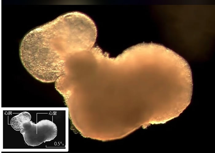 日本东京医科齿科大学研究团队成功以老鼠胚胎干细胞培育出可正常跳动的“迷你心脏”