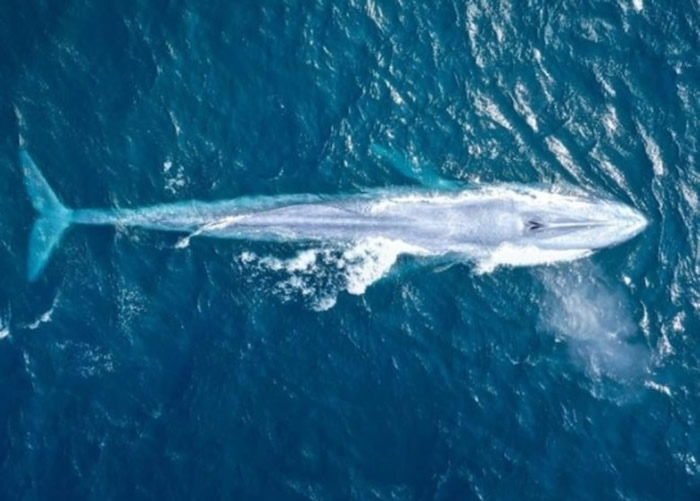 澳洲悉尼海岸罕见出现蓝鲸 100年来第3次现身