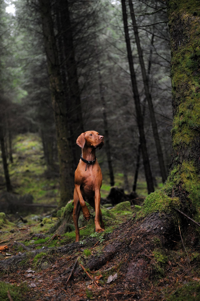 ոɯŮɭֹ԰Queen Elizabeth Forest ParkмʽʮάȮHungarian Vizslaڹȥά