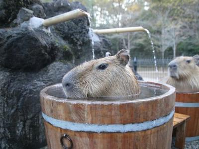 日本埼玉县儿童动物自然公园水豚泡温泉