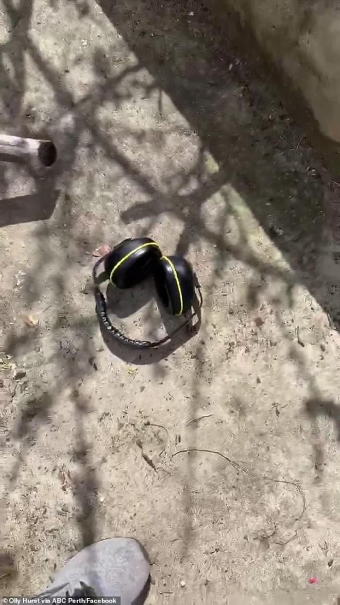 澳洲男子带上耳机后觉得耳朵痒痒的 拿下发现藏着超巨大猎人蛛