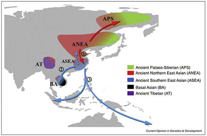 欧亚大陆全新世与遗传证据相关的主要人群迁徙情况