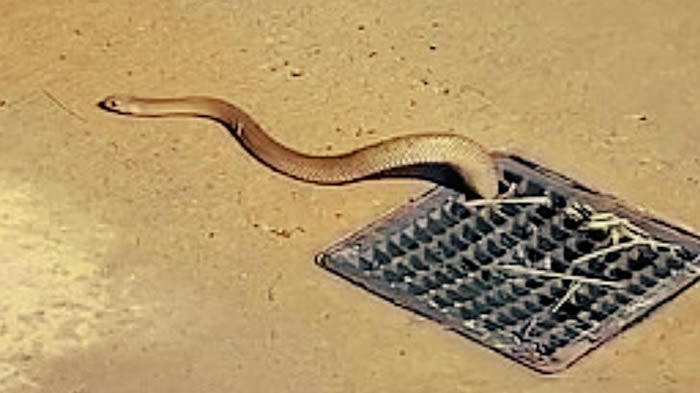 澳洲南部的塞利克斯海滩有世界第2毒“东部拟眼镜蛇”从公共淋浴间排水孔探出