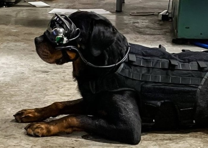 美国陆军研究实验室研发军犬专用AR护目镜 冀远距离发任务指令