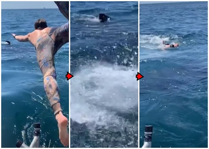 误以为是姥鲨 美国加州少年跳海同游惊见大白鲨