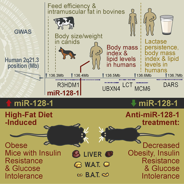 研究揭示人类进化中“肥胖基因”的调控机制