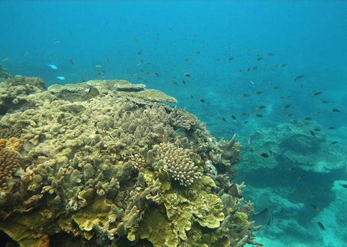 澳洲大堡礁白化问题日益严重 气候变化导致丧失一半珊瑚