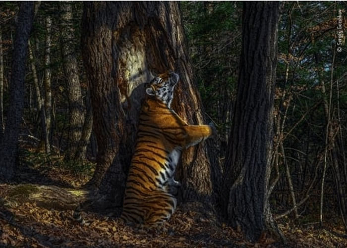 gorshkov)获得,他的得奖照片捕捉一只西伯利亚虎,在森林欢悦地抱着