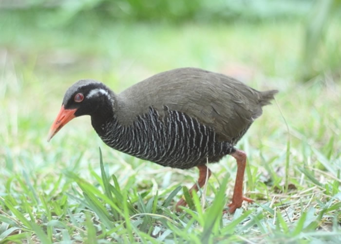 日本冲绳国际小学5年级小学生设计出防秧鸡撞车人工智能(AI)装置