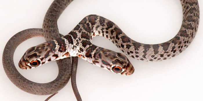 �������������һ���˼ҵİ�è���̽�վ����ϡ�С�˫ͷ�ߡ�����������