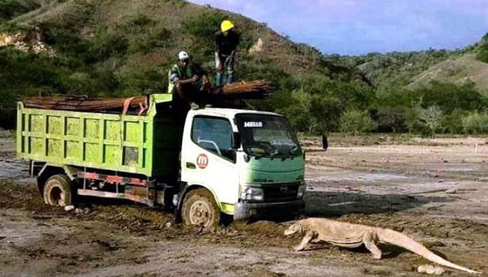 ӡ���ֿ�����Ī������ʩ���������ŵ���Ƭ������ע