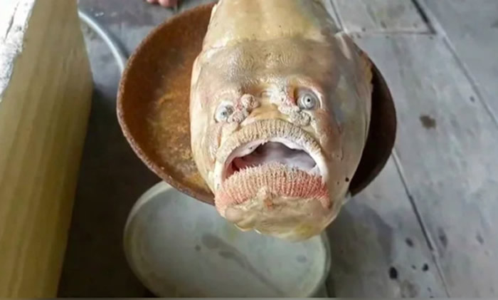 东方披肩藤？泰国喀比府男子出海捕获有人类嘴型和眼睛的“木乃伊”怪鱼