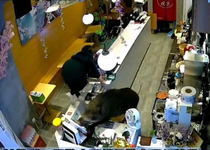 野猪硬闯江苏南京建邺手摇饮品店 终被麻醉枪制服送入动物园
