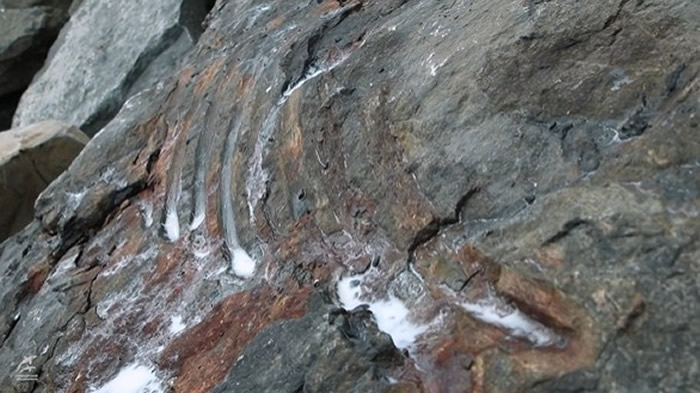 俄罗斯7岁小男孩在滨海边疆区的俄罗斯岛岸边意外发现2.5亿年前鱼龙化石