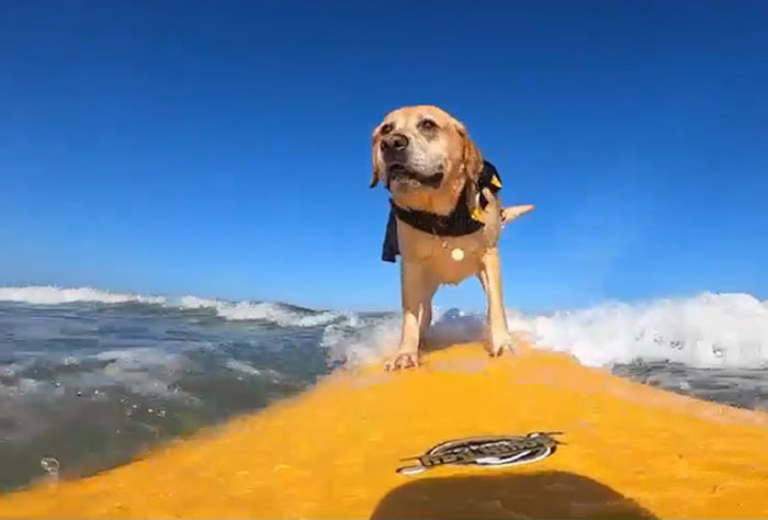 ���������������ݵ���������Charlie�Ȱ����� �������