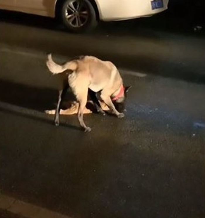 四川省广元市一只猫咪疑似被车辆辗毙躺路中央 黑狗在旁看护并拖至路边