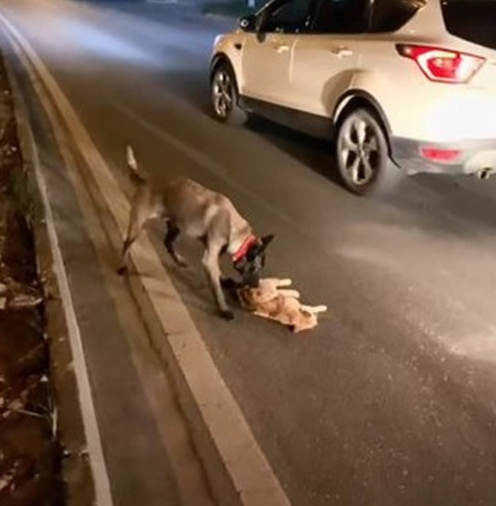 四川省广元市一只猫咪疑似被车辆辗毙躺路中央 黑狗在旁看护并拖至路边