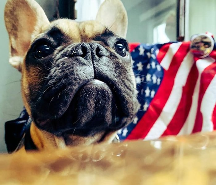 美国总统大选产生太多负面消息 肯塔基州小镇高票选出法国斗牛犬当镇长增加正能量