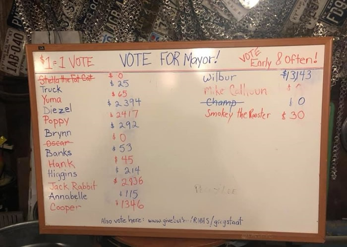 美国肯塔基州小镇一只法国斗牛犬高票当选新一任狗镇长