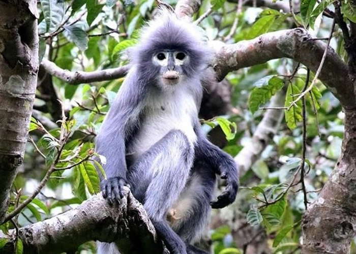 ַ鳤දҶTrachypithecus popa ȱΣ200ֻ