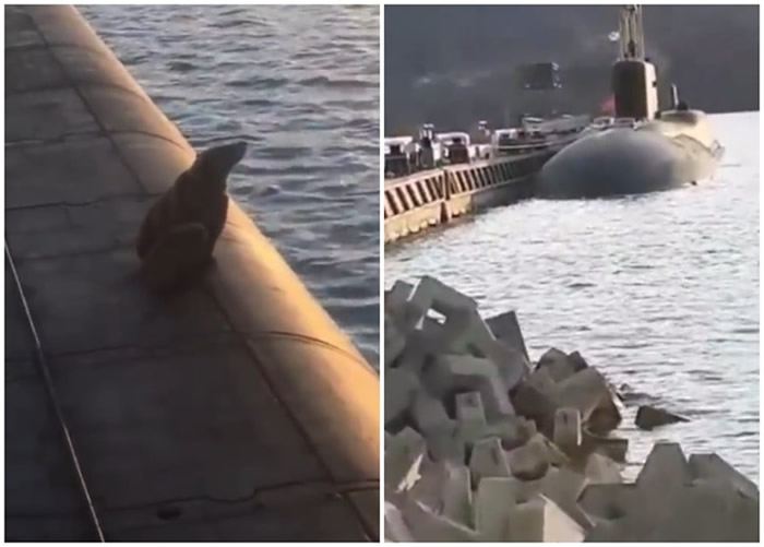 俄罗斯远东堪察加半岛棕熊母子爬上核潜艇甲板 遭船员开枪射杀