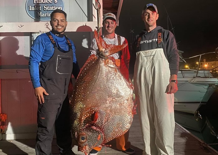 美国维珍尼亚州垂钓者钓到一条巨大的月鱼 或是当地首次