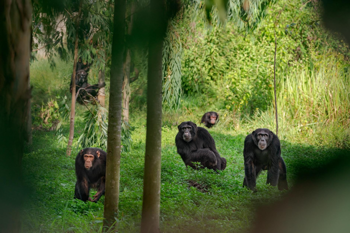 ڸɴһȺɡЩɵԲͳΣЩԽº͵ķʽ PHOTOGRAPH BY RONAN DONOVAN, NAT GEO I