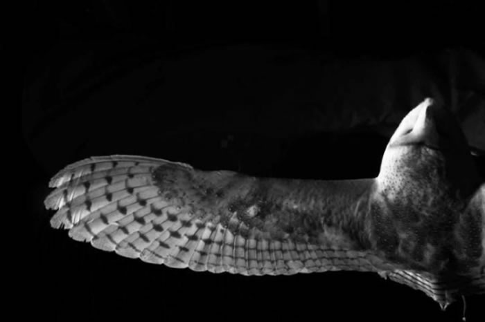 通过模拟猫头鹰羽毛上的微观结构 欧洲科学家开发一种新型飞机机翼