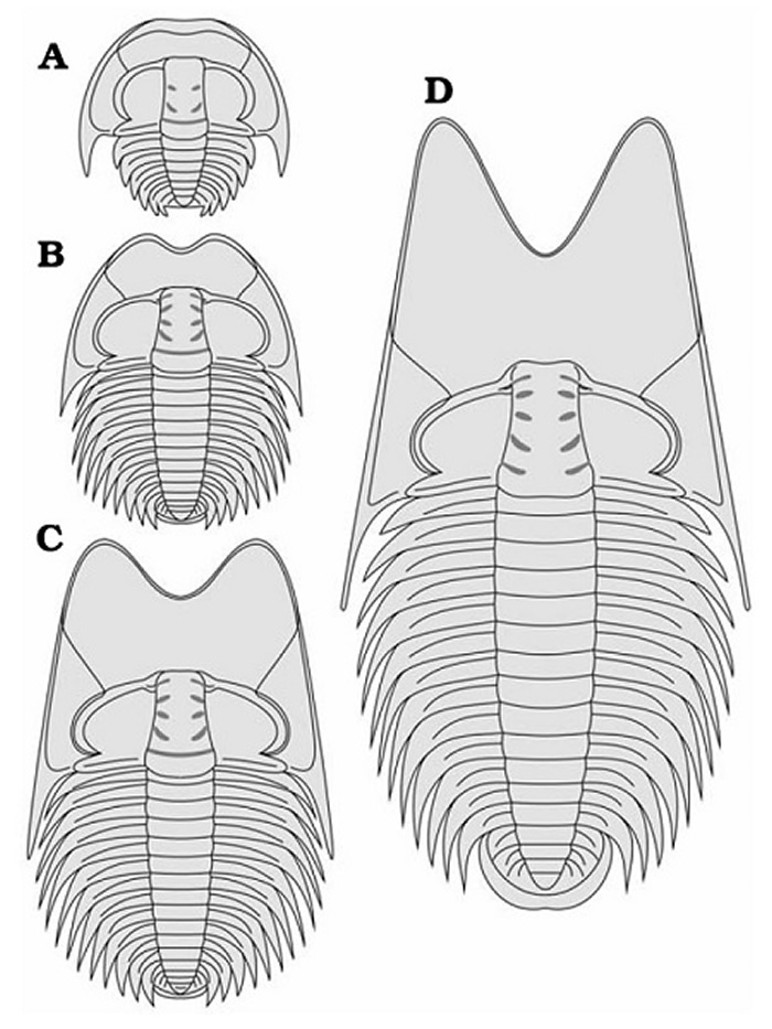 耳形范特西虫（Phantaspis auritus）的背壳重建及个体发育