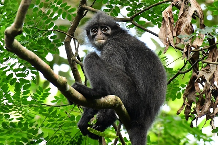 居住在新加坡的印尼叶猴。照片来源：维基百科／Andie Ang（CC BY-SA 4.0）