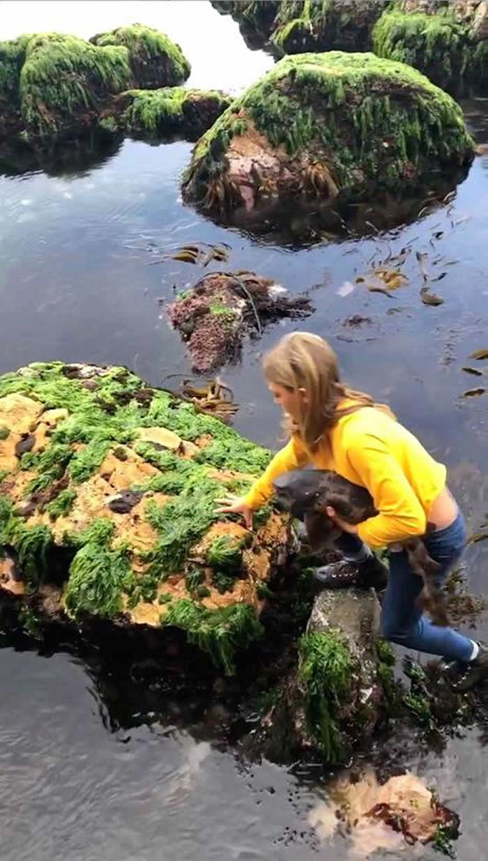 澳洲11岁女童徒手救起一条受困在浅滩岩石中的小鲨鱼