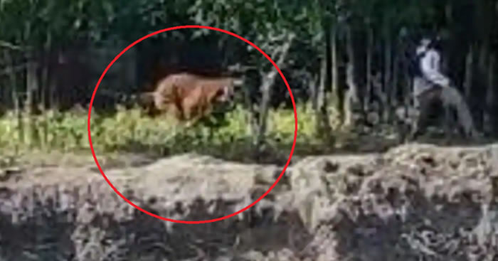 ӡ�Ȱ���ķ��̩���ն���һȺ������������ε����ϻ�׷ɱ