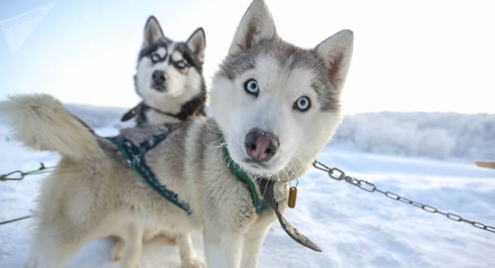 ����������Husky & Co���ι�˾������ʿ�������20ֻ��ʿ�湷