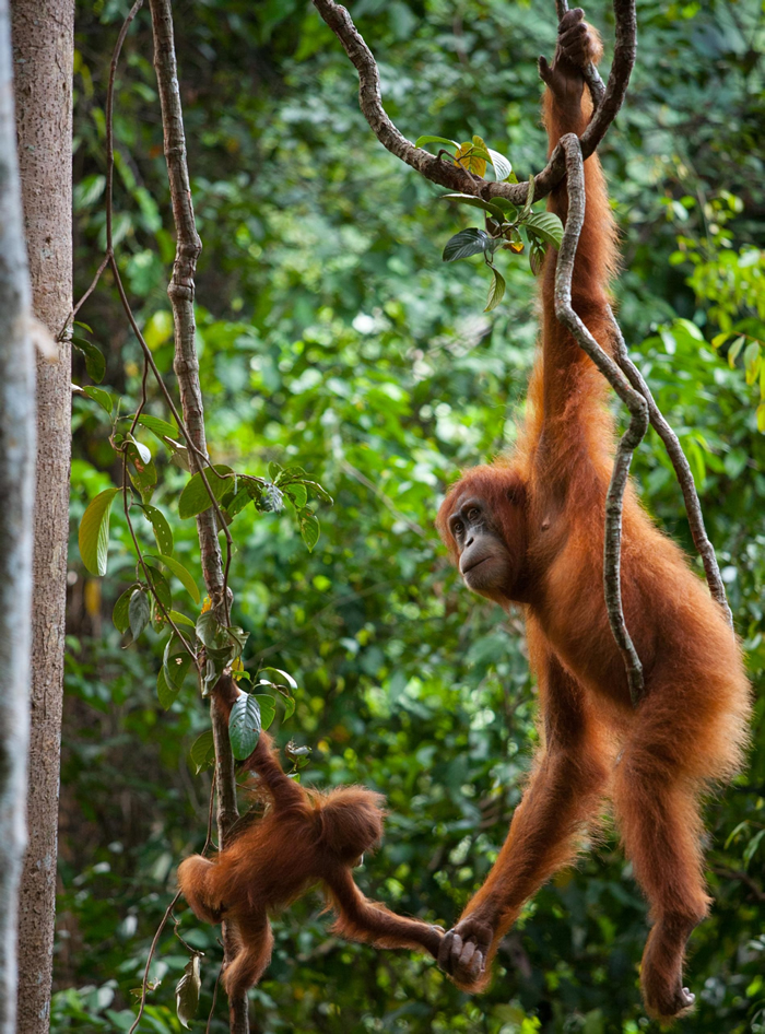 ӡũҹ԰Gunung Leuser National ParkһֻŴӵ֡ PHOTOGRAPH BY CYRI