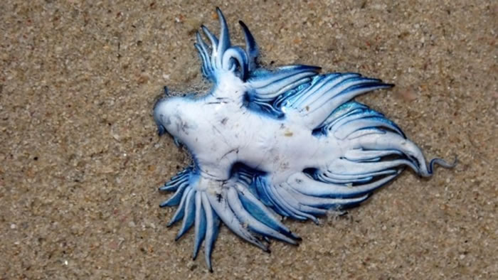 ϷǸڿնǺ̲ɢʱ֡Glaucus atlanticus