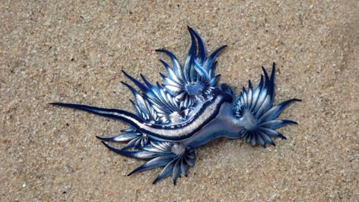 ϷǸڿնǺ̲ɢʱ֡Glaucus atlanticus