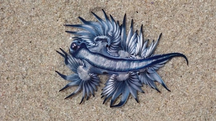 ϷǸڿնǺ̲ɢʱ֡Glaucus atlanticus